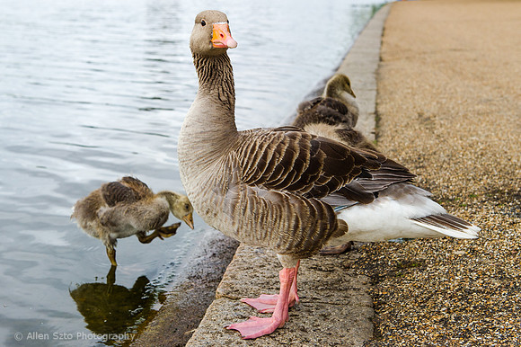 Ducks